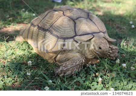 Hakkeijima海洋天堂 134074623