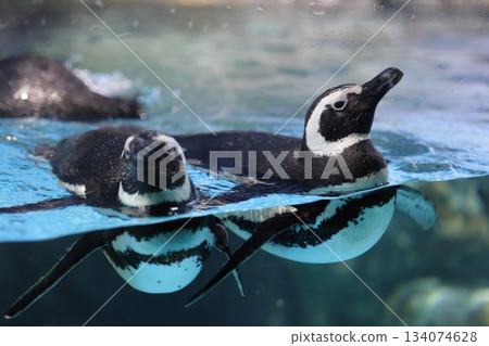 Hakkeijima Sea Paradise 134074628