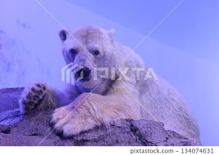 Hakkeijima海洋天堂 134074631