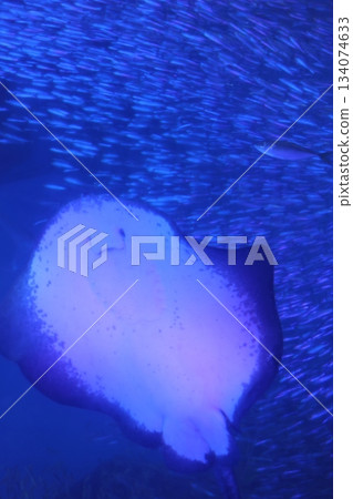 Hakkeijima海洋天堂 134074633