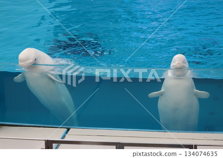 Hakkeijima海洋天堂 134074635