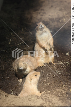 Hakkeijima海洋天堂 134074636