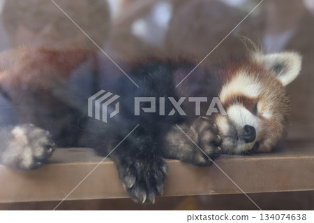 Hakkeijima海洋天堂 Hakkeijima海洋天堂 134074638