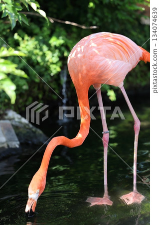 Hakkeijima Sea Paradise 134074639