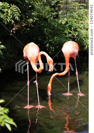 Hakkeijima Sea Paradise 134074641