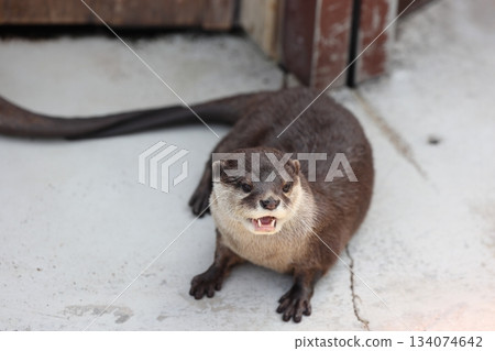 Hakkeijima海洋天堂 134074642