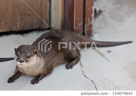 Hakkeijima Sea Paradise Hakkeijima Sea Paradise 134074643