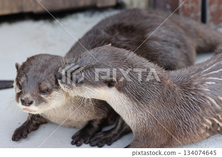 Hakkeijima海洋天堂 134074645