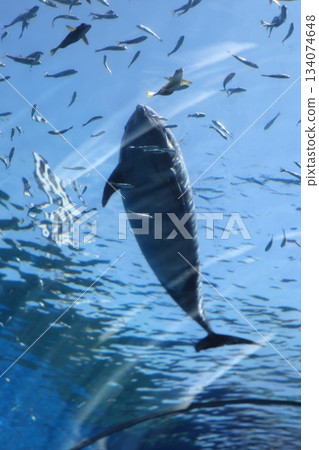 Hakkeijima海洋天堂 134074648