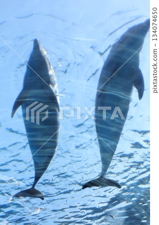 Hakkeijima海洋天堂 134074650