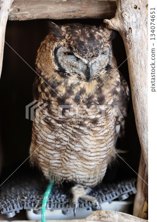 Hakkeijima海洋天堂 Hakkeijima海洋天堂 134074651