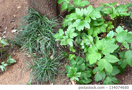 Angelica keiskei in the garden 134074680