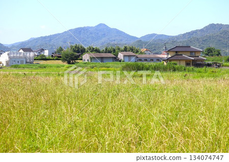 The amount of uncultivated rice fields is increasing year by year. 134074747