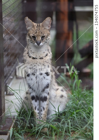 Nonhoi Park Night Safari 134074755