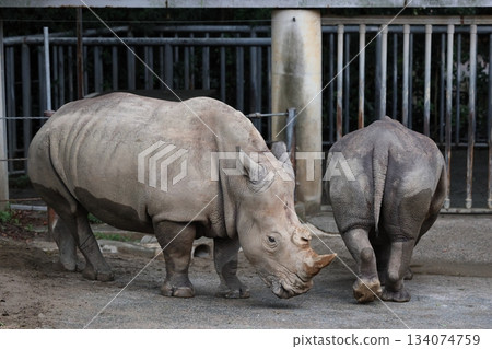 儂霍伊公園夜間野生動物園 儂霍伊公園夜間野生動物園 134074759