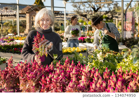 Mature woman chooses celosia mix in the store 134074950