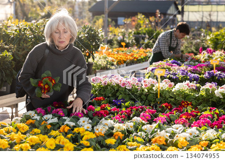Senior woman buy potted primula plant in shop Senior woman buy potted primula plant in shop 134074955
