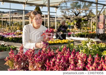 Woman chooses celosia mix Woman chooses celosia mix 134074956
