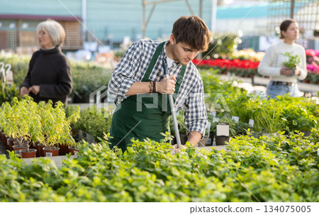 Guy employee of garden center is busy working with plants, potted Spearmint Guy employee of garden center is busy working with plants, potted Spearmint 134075005