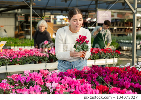 Woman chooses a cyclamen plant Woman chooses a cyclamen plant 134075027
