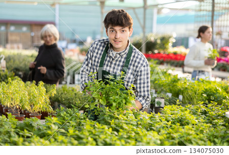 Guy employee of garden center is busy working with plants, potted Spearmint 134075030