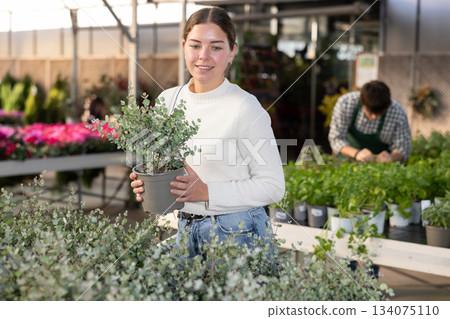 Young woman buy potted decorative Eucaliptus plant in shop 134075110