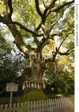 名古屋城堡 134075378