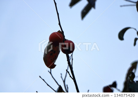 Persimmons shining against the blue sky Persimmons shining against the blue sky 134075420