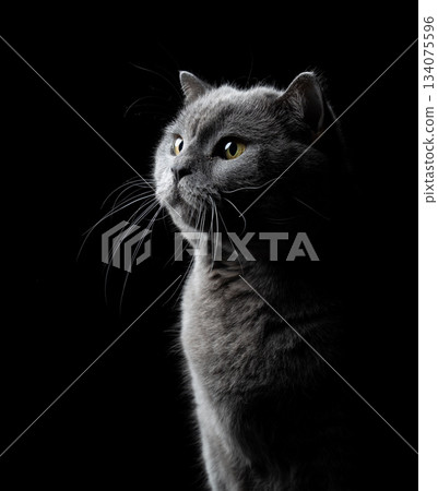british shorthair cat side profile portrait british shorthair cat side profile portrait 134075596