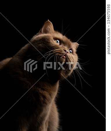 british shorthair cat side profile portrait british shorthair cat side profile portrait 134075598