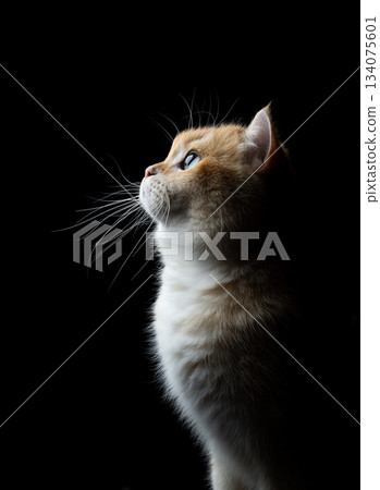 british shorthair cat side profile portrait 134075601