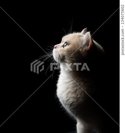 british shorthair cat side profile portrait 134075602
