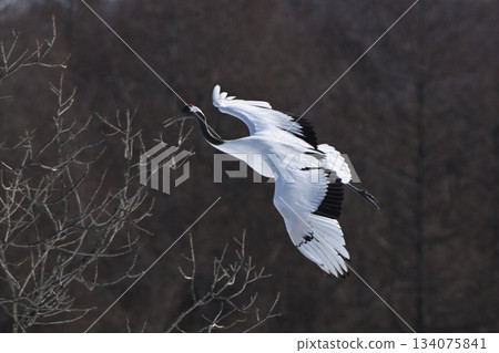 Japanese crane flight 134075841