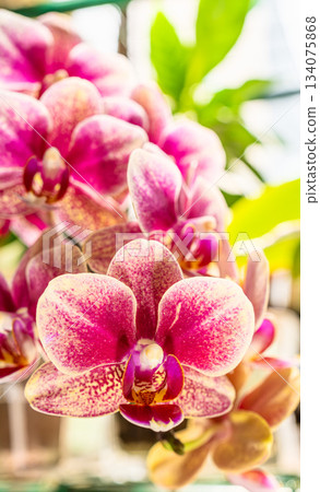 Red Phalaenopsis orchid Red Phalaenopsis orchid 134075868