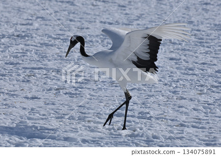 Japanese crane, landing 134075891