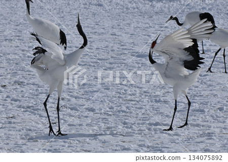 Red-crowned Crane - Crane Dance 134075892