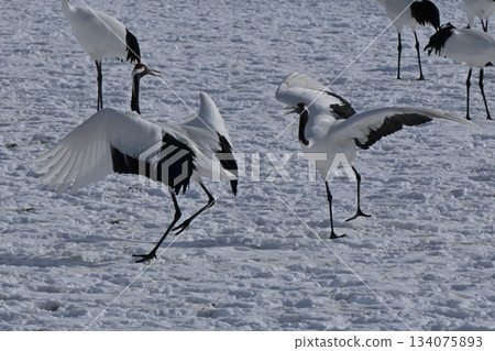 丹頂鶴-鶴舞 134075893