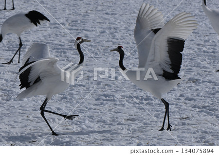 丹頂鶴-鶴舞 丹頂鶴-鶴舞 134075894