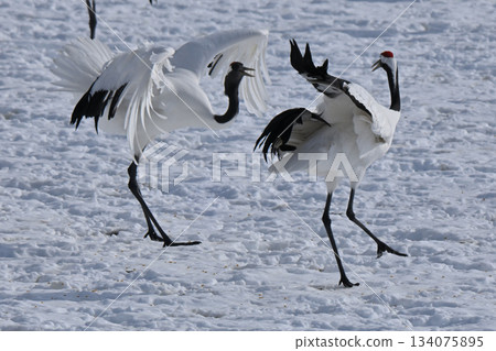 Red-crowned Crane - Crane Dance Red-crowned Crane - Crane Dance 134075895