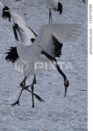 Red-crowned Crane - Crane Dance Red-crowned Crane - Crane Dance 134075896
