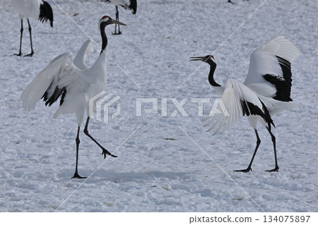 Red-crowned Crane - Crane Dance 134075897