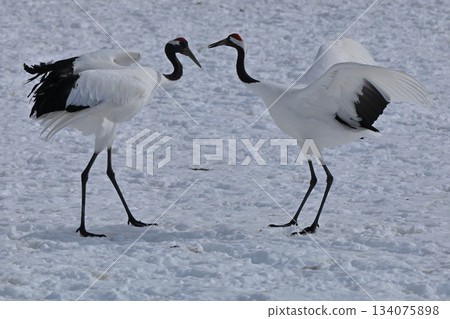 Red-crowned Crane - Crane Dance Red-crowned Crane - Crane Dance 134075898
