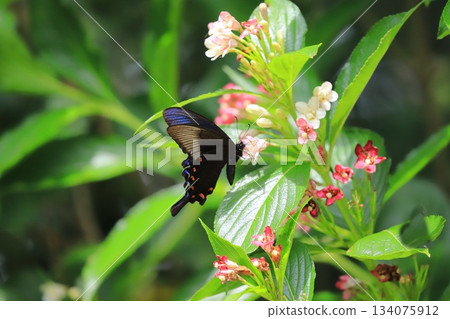 烏鴉燕尾從箱根天空樹吸花蜜 烏鴉燕尾從箱根天空樹吸花蜜 134075912