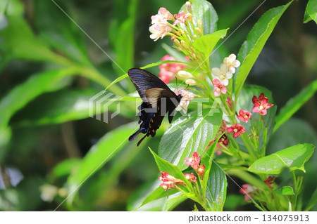A swallowtail butterfly sucking nectar from a Hakone Deutzia 134075913