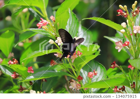 烏鴉燕尾從箱根天空樹吸花蜜 烏鴉燕尾從箱根天空樹吸花蜜 134075915