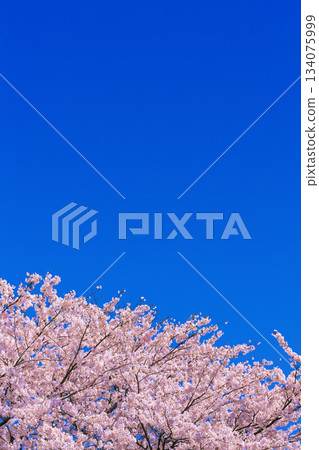 Cherry Blossoms and Aozora 134075999