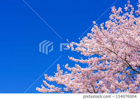 櫻花和Aozora 134076004