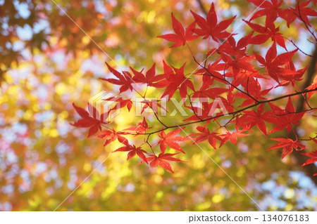 高野山的秋葉 134076183