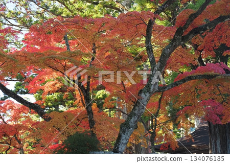 Autumn leaves of Mt. Koya 134076185