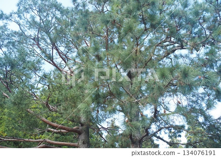 Matsumoto no Matsu Matsumoto no Matsu 134076191